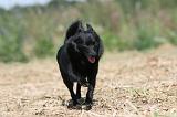 SCHIPPERKE 248